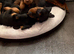 2 gorgeous miniature dachshund puppies