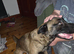 Mixed breed male