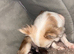 XXS Chihuahua Puppys (ReadyToLeave)