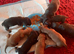 Dachshund X Puppies