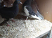 Pigeons