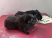 two crested sows