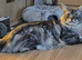 Maine Coon Registered TICA