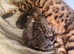 6 gorgeous Bengal kittens