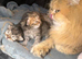 Stunning Golden Shaded Persian KittenTeddy Bear