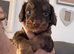 6 beautiful puppies
