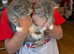 Rag doll kitten
