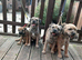 Border terrier pups (SLEM TESTED CLEAR)