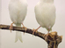 2025 white canary pair