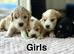 7 adorable cockapoo puppies