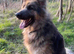 KC Health tested parents, long coat puppies available June