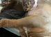 KC registered British bulldog