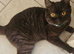 Chocolate stunning affectionate boy