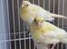 This years baby Fife canaries