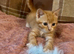 2 beautiful boy kittens left