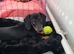3mth old miniature dachshund
