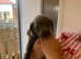 Silver Labrador puppies