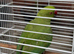 Ringneck- Alex female cross breed