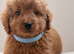 Toy poodle x Asian poodle