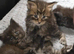 Maine Coon Registered TICA