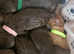 Working cocker spaniel puppies