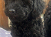 Toy poodle puppies