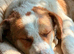MEET ZEN – A GENTLE BOY WITH A BEAUTIFUL HEART