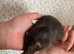 Two Hand Tame Young Rats With Cage
