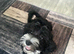 Beautiful 4-Month-Old Maltipoo Puppy - Fully Vaccinated & Microchipped ️