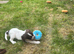 3 gorgeous sprocker puppies