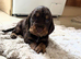 Cocker spaniel puppies