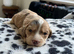 Cockapoo puppies