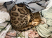 Beautiful Neutered Male