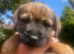 Border Terrier pups
