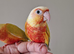 Adorable fully hand reared baby conures