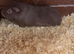 Male Guinea Pigs for sale