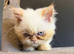 Persian kittens 1 boys 1 girls.