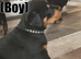 ROTTWEILER PUPPIES
