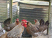 Cream legbar hatching eggs
