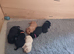 Kc registered working labrador puppies
