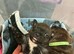 Brindle & white Kc registered Staffordshire bull terrier