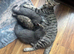 Russian blue mix kittens