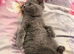 2 Scottish Fold boys