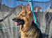 Proven KC registered German Shepherd Stud