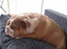 Beautifull Female English Bulldog