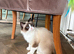 Pedigree ragdoll female