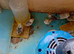Bobwhite Snowflake chicks for sale