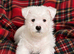 Adorable west highland terrier puppy