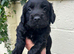 Outstanding cocker spaniel puppies