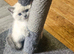 Colour point white grey kittens